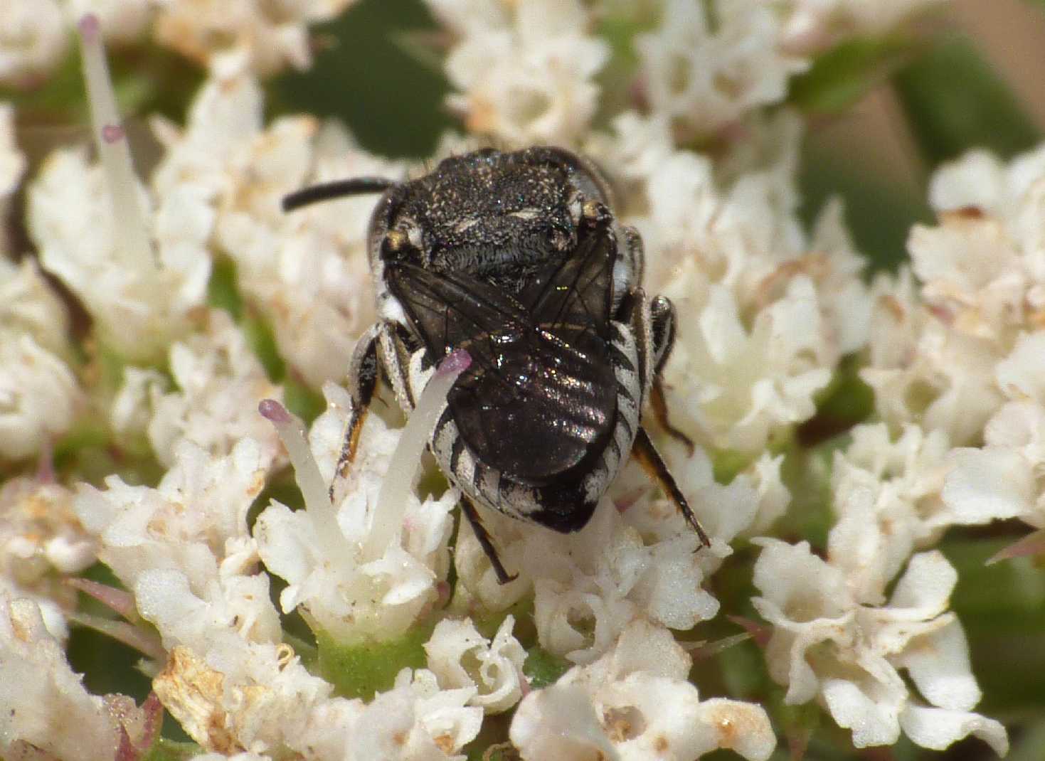 femmina e maschio di Coelioxys sp.